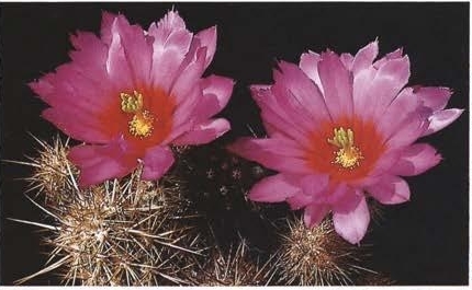 Нажмите на изображение для увеличения.

Название:	Echinocereus_barthelowanus_2-3.jpg
Просмотров:	56
Размер:	73.1 Кб
ID:	466852