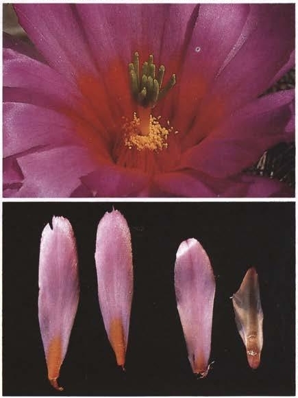 Нажмите на изображение для увеличения.

Название:	Echinocereus_barthelowanus_2-4.jpg
Просмотров:	71
Размер:	112.0 Кб
ID:	466853