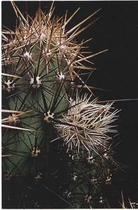Нажмите на изображение для увеличения.

Название:	Echinocereus_barthelowanus_2-5.jpg
Просмотров:	67
Размер:	78.2 Кб
ID:	466854