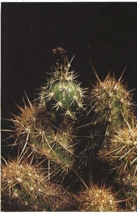 Нажмите на изображение для увеличения.

Название:	Echinocereus_barthelowanus_2-6.jpg
Просмотров:	68
Размер:	84.8 Кб
ID:	466855