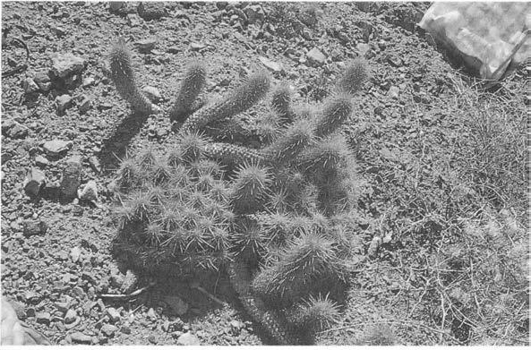Нажмите на изображение для увеличения.

Название:	Echinocereus_barthelowanus.jpg
Просмотров:	70
Размер:	198.2 Кб
ID:	466856