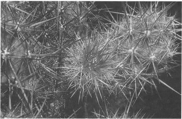 Нажмите на изображение для увеличения.

Название:	Echinocereus_barthelowanus_1.jpg
Просмотров:	69
Размер:	110.8 Кб
ID:	466857
