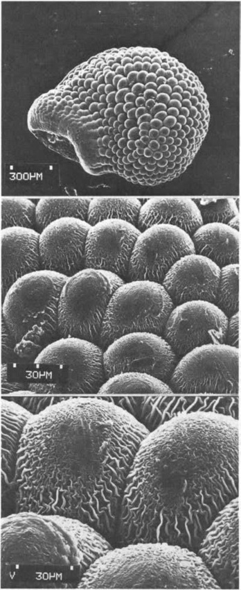 Нажмите на изображение для увеличения.

Название:	Echinocereus_barthelowanus_3.jpg
Просмотров:	60
Размер:	131.4 Кб
ID:	466858