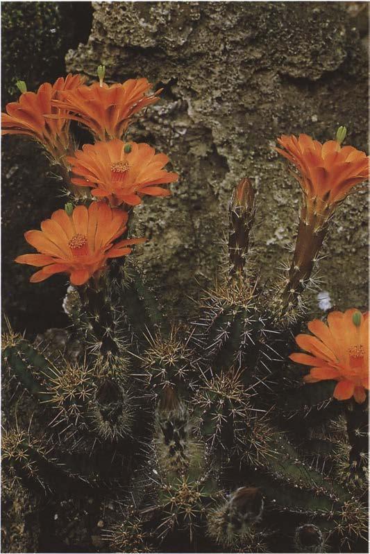 Нажмите на изображение для увеличения.

Название:	Echinocereus_salm-dyckianus.jpg
Просмотров:	1005
Размер:	90.3 Кб
ID:	466862