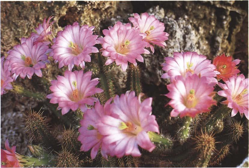 Нажмите на изображение для увеличения.

Название:	Echinocereus_scheeri.jpg
Просмотров:	173
Размер:	89.1 Кб
ID:	466863