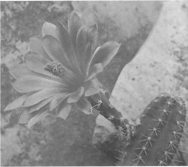 Нажмите на изображение для увеличения.

Название:	Echinocereus_spec.jpg
Просмотров:	185
Размер:	34.1 Кб
ID:	466864