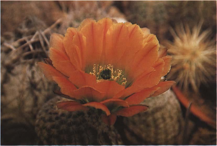 Нажмите на изображение для увеличения.   Название:	Echinocereus_pectinatus_v_ctenoides.jpg  Просмотров:	0  Размер:	43.7 Кб  ID:	466866