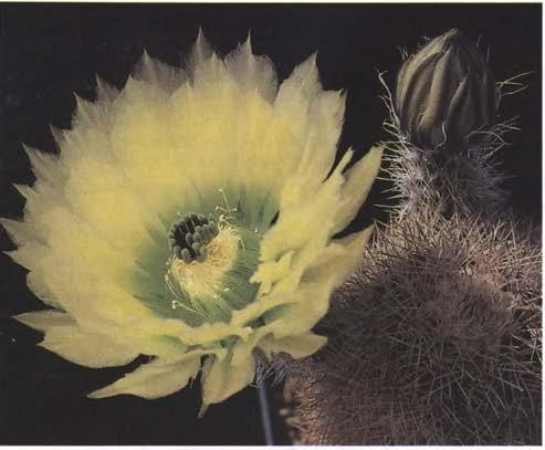 Нажмите на изображение для увеличения.   Название:	Echinocereus_dasyacanthus-1.jpg  Просмотров:	0  Размер:	64.0 Кб  ID:	466868