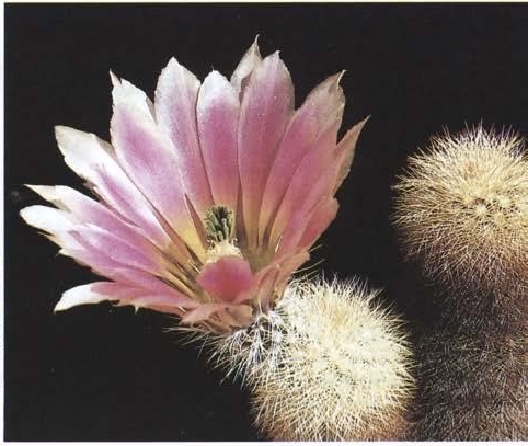 Нажмите на изображение для увеличения.   Название:	Echinocereus_dasyacanthus-2.jpg  Просмотров:	0  Размер:	112.1 Кб  ID:	466869