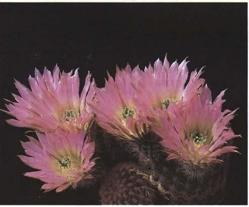 Нажмите на изображение для увеличения.   Название:	Echinocereus_pectinatus_v_pectinatus.jpg  Просмотров:	0  Размер:	94.3 Кб  ID:	466870