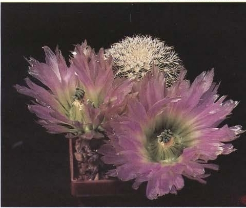 Нажмите на изображение для увеличения.   Название:	Echinocereus_pectinatus_v_wenigeri.jpg  Просмотров:	0  Размер:	112.3 Кб  ID:	466871