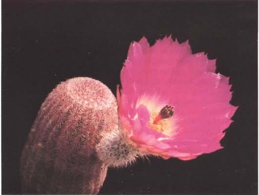 Нажмите на изображение для увеличения.

Название:	Echinocereus_pectinatus_v_rubispinus.jpg
Просмотров:	982
Размер:	93.2 Кб
ID:	466879