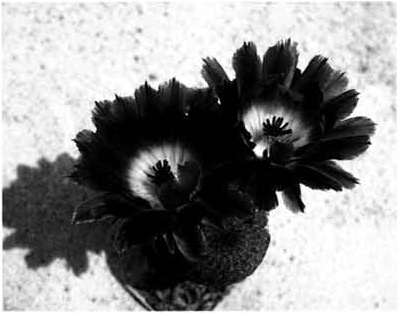 Нажмите на изображение для увеличения.

Название:	Echinocereus_pectinatus_v_rubispinus_4.jpg
Просмотров:	177
Размер:	69.0 Кб
ID:	466883