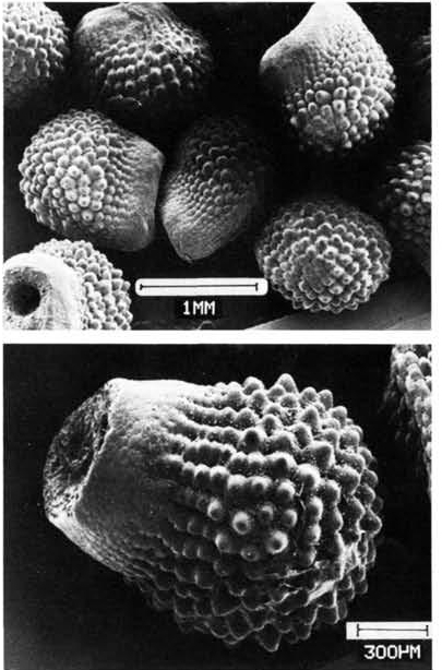 Нажмите на изображение для увеличения.

Название:	Echinocereus_pectinatus_v_rubispinus_5.jpg
Просмотров:	174
Размер:	163.0 Кб
ID:	466884