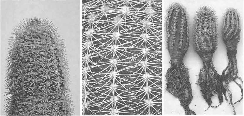 Нажмите на изображение для увеличения.

Название:	Echinocereus_metornii.jpg
Просмотров:	134
Размер:	208.8 Кб
ID:	466913