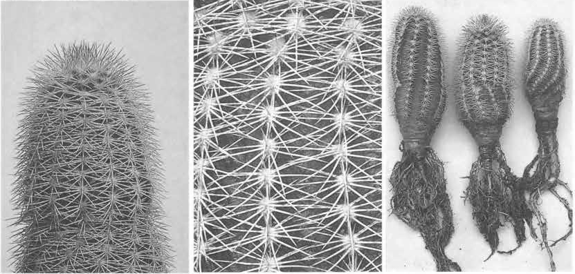 Нажмите на изображение для увеличения.

Название:	Echinocereus_metornii.jpg
Просмотров:	115
Размер:	208.8 Кб
ID:	466913