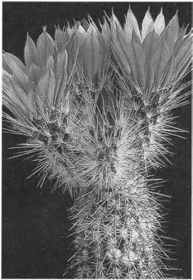 Нажмите на изображение для увеличения.

Название:	Echinocereus_chisoensis_1.jpg
Просмотров:	160
Размер:	75.6 Кб
ID:	466914