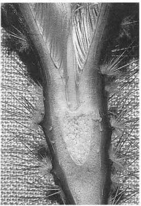 Нажмите на изображение для увеличения.

Название:	Echinocereus_fobeanus_1-2.jpg
Просмотров:	134
Размер:	82.4 Кб
ID:	466916