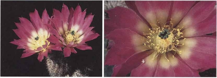 Нажмите на изображение для увеличения.

Название:	Echinocereus_fobeanus_2.jpg
Просмотров:	139
Размер:	122.2 Кб
ID:	466921