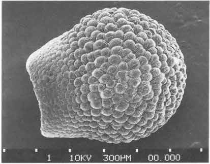 Нажмите на изображение для увеличения.

Название:	Echinocereus_chisoensis_3.jpg
Просмотров:	142
Размер:	38.2 Кб
ID:	466923