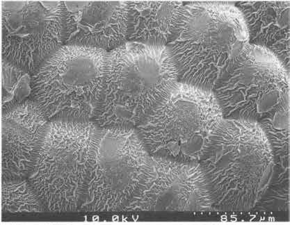 Нажмите на изображение для увеличения.

Название:	Echinocereus_chisoensis_3-1.jpg
Просмотров:	143
Размер:	48.9 Кб
ID:	466924