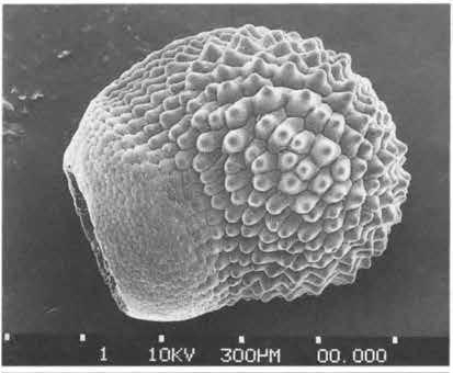 Нажмите на изображение для увеличения.

Название:	Echinocereus_fobeanus_3.jpg
Просмотров:	116
Размер:	66.8 Кб
ID:	466925