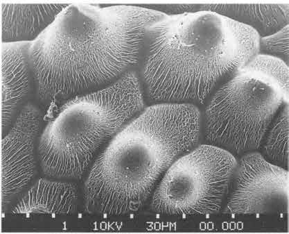 Нажмите на изображение для увеличения.

Название:	Echinocereus_fobeanus_3-1.jpg
Просмотров:	122
Размер:	89.9 Кб
ID:	466926