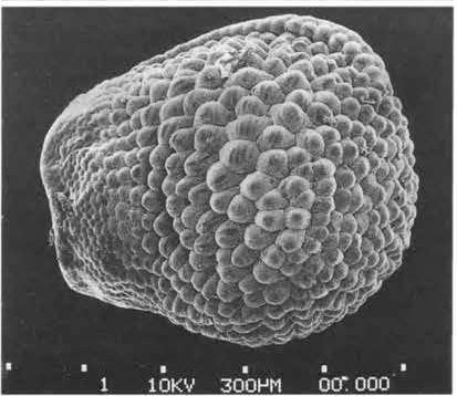 Нажмите на изображение для увеличения.

Название:	Echinocereus_metornii_3.jpg
Просмотров:	145
Размер:	75.6 Кб
ID:	466927