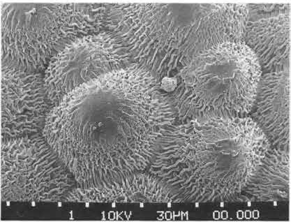 Нажмите на изображение для увеличения.

Название:	Echinocereus_metornii_3-1.jpg
Просмотров:	129
Размер:	91.9 Кб
ID:	466928