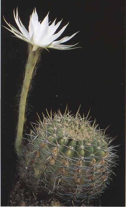 Нажмите на изображение для увеличения.

Название:	Echinopsis_calochlora_ssp_glaetzleana.jpg
Просмотров:	725
Размер:	125.9 Кб
ID:	466961