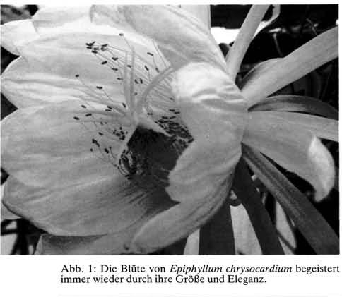 Нажмите на изображение для увеличения.

Название:	Epiphyllum_chrysocardium.jpg
Просмотров:	696
Размер:	57.2 Кб
ID:	466967