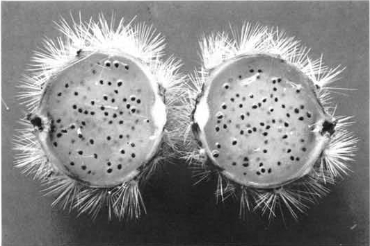 Нажмите на изображение для увеличения.

Название:	Epiphyllum_chrysocardium_2.jpg
Просмотров:	129
Размер:	120.6 Кб
ID:	466970