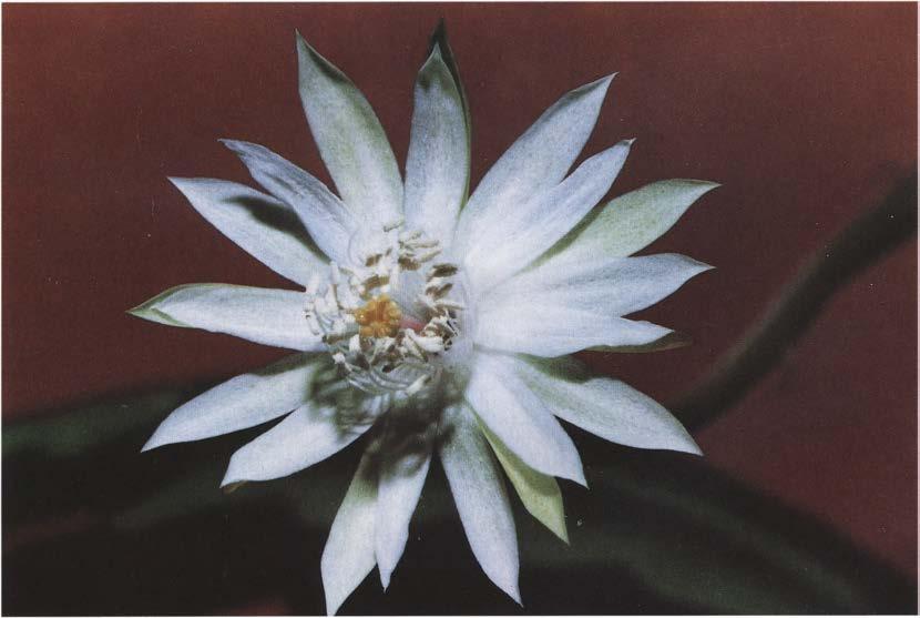 Нажмите на изображение для увеличения.

Название:	Epiphyllum_phyllanthus_v_schnetteri.jpg
Просмотров:	486
Размер:	43.2 Кб
ID:	467085
