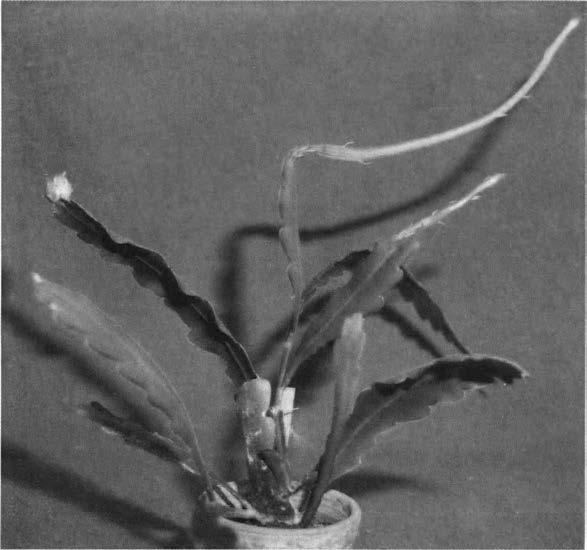 Нажмите на изображение для увеличения.

Название:	Epiphyllum_phyllanthus_v_schnetteri_3.jpg
Просмотров:	91
Размер:	33.7 Кб
ID:	467087