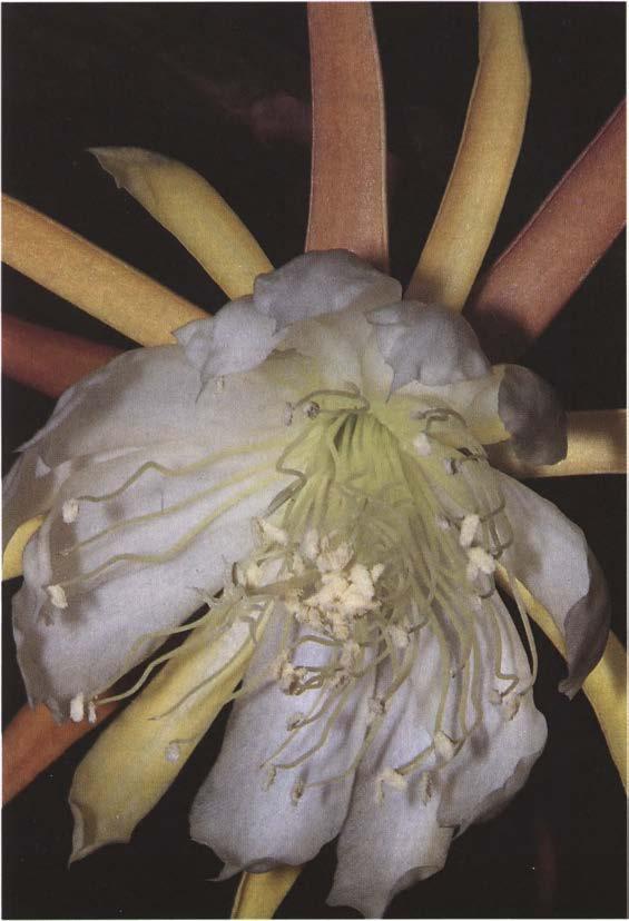 Нажмите на изображение для увеличения.

Название:	Epiphyllum_laui.jpg
Просмотров:	652
Размер:	52.7 Кб
ID:	467094