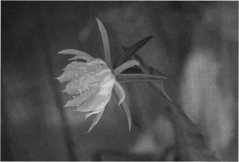 Нажмите на изображение для увеличения.

Название:	Epiphyllum_laui_1.jpg
Просмотров:	176
Размер:	42.9 Кб
ID:	467095