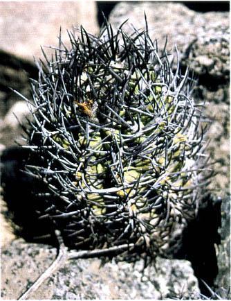 Нажмите на изображение для увеличения.

Название:	Eriosyce_taltalensis_subsp_paucicostata.jpg
Просмотров:	826
Размер:	44.4 Кб
ID:	467181