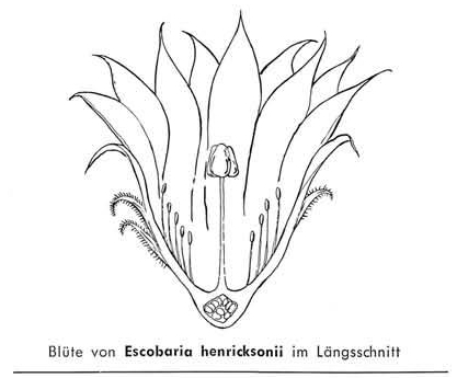 Нажмите на изображение для увеличения.

Название:	Escobaria_henricksonii_1.jpg
Просмотров:	139
Размер:	51.2 Кб
ID:	467221