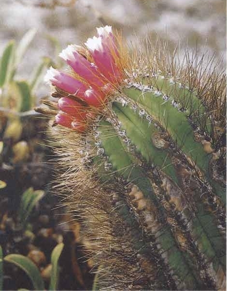 Нажмите на изображение для увеличения.   Название:	Floribunda_bahiensis.jpg  Просмотров:	2  Размер:	174.6 Кб  ID:	467392