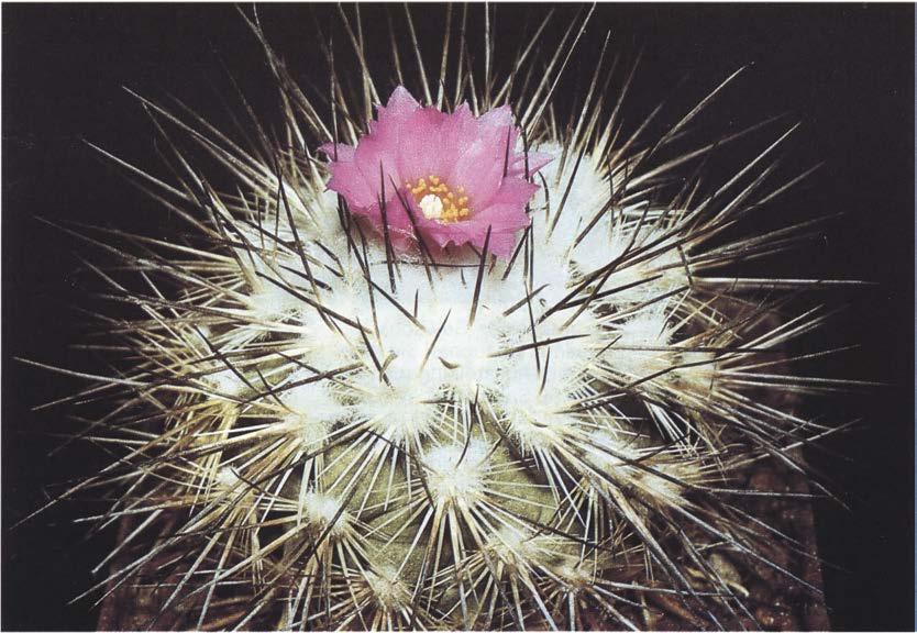 Нажмите на изображение для увеличения.

Название:	Gymnocactus_viereckii.jpg
Просмотров:	884
Размер:	96.2 Кб
ID:	467399