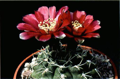 Нажмите на изображение для увеличения.   Название:	Gymnocalycium_baldianum.jpg  Просмотров:	1  Размер:	30.0 Кб  ID:	467402