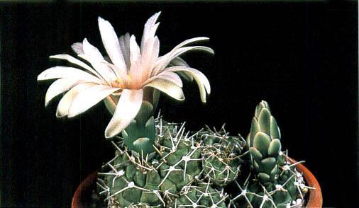 Нажмите на изображение для увеличения.   Название:	Gymnocalycium_bodenbenderianum_subsp_intertextum.jpg  Просмотров:	1  Размер:	26.2 Кб  ID:	467403