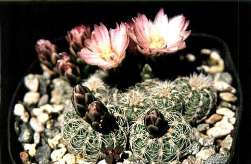 Нажмите на изображение для увеличения.   Название:	Gymnocalycium_bruchii.jpg  Просмотров:	1  Размер:	37.5 Кб  ID:	467404