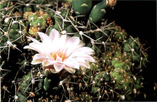 Нажмите на изображение для увеличения.   Название:	Gymnocalycium_capillaense.jpg  Просмотров:	1  Размер:	36.9 Кб  ID:	467406