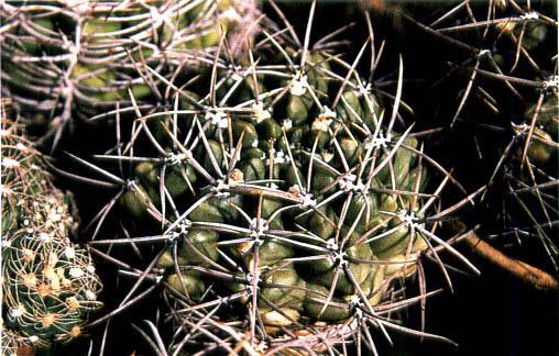 Нажмите на изображение для увеличения.   Название:	Gymnocalycium_deeszianum.jpg  Просмотров:	1  Размер:	51.6 Кб  ID:	467408