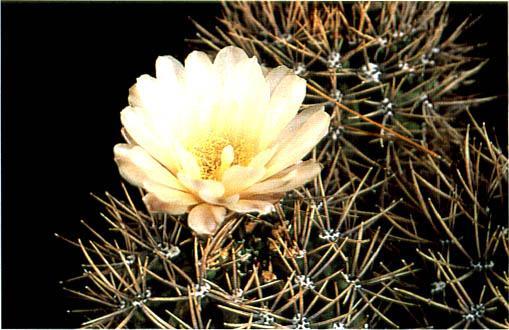 Нажмите на изображение для увеличения.   Название:	Gymnocalycium_gibbosum.jpg  Просмотров:	1  Размер:	39.9 Кб  ID:	467411