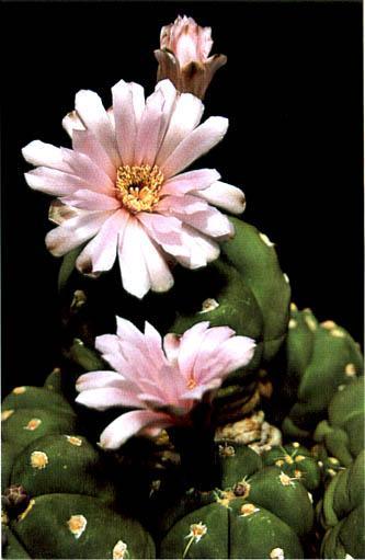 Нажмите на изображение для увеличения.   Название:	Gymnocalycium_horstii.jpg  Просмотров:	1  Размер:	27.1 Кб  ID:	467412