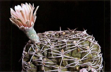 Нажмите на изображение для увеличения.   Название:	Gymnocalycium_hossei.jpg  Просмотров:	1  Размер:	28.3 Кб  ID:	467418