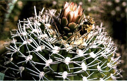 Нажмите на изображение для увеличения.   Название:	Gymnocalycium_hybopleurum.jpg  Просмотров:	1  Размер:	43.9 Кб  ID:	467419