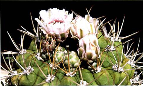 Нажмите на изображение для увеличения.   Название:	Gymnocalycium_marsoneri.jpg  Просмотров:	1  Размер:	34.7 Кб  ID:	467421